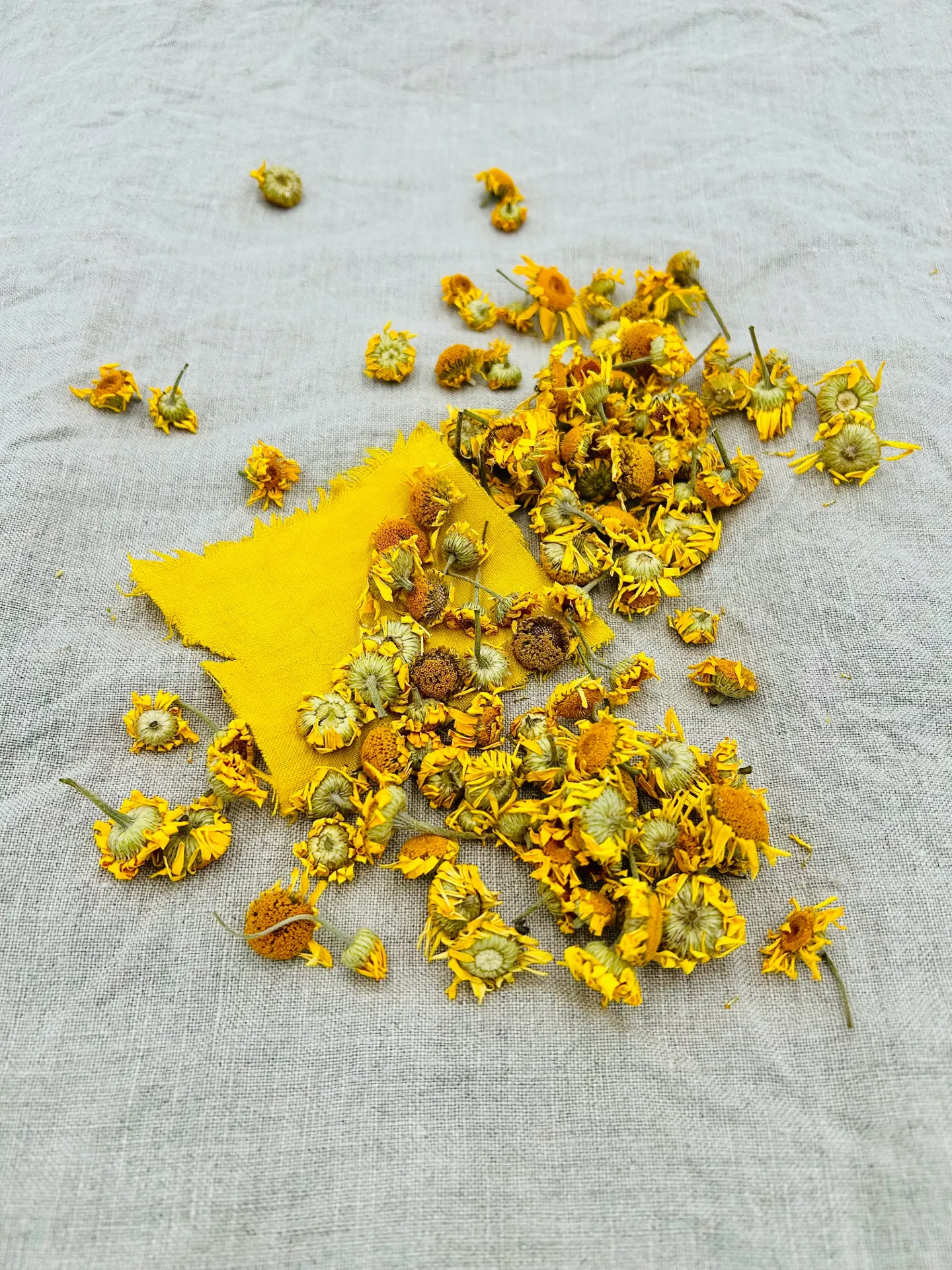 Fleurs de Camomille des teinturiers séchées (100 gr)